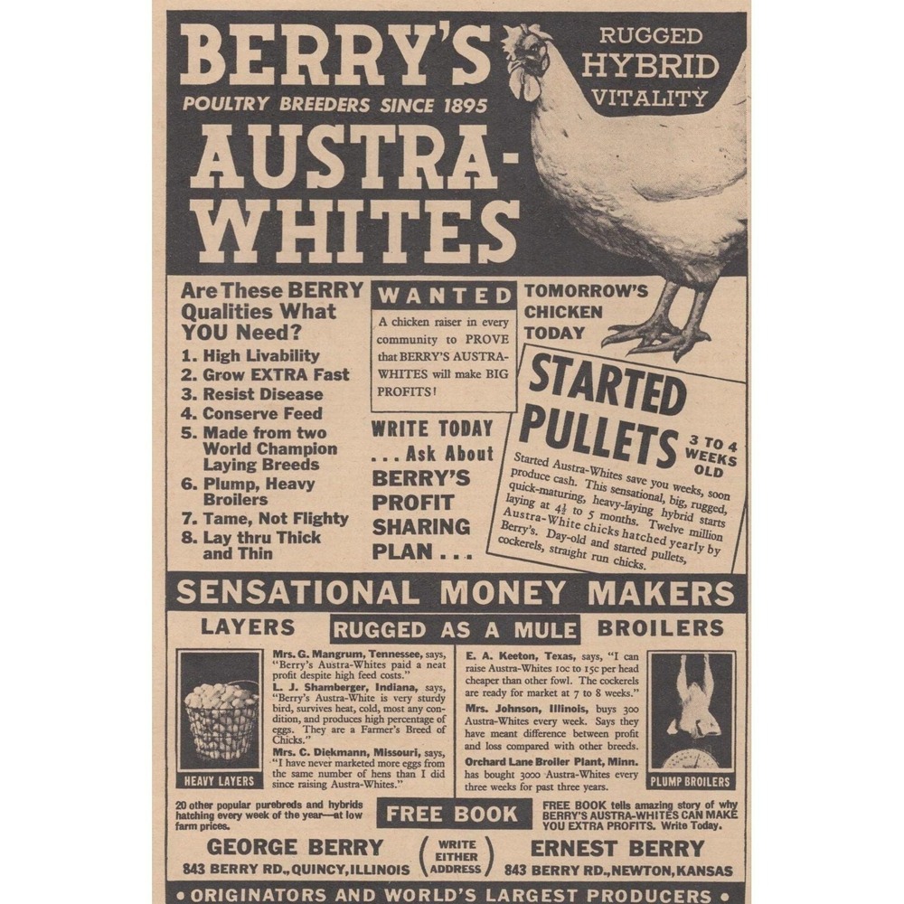 Vintage 1946 Berry's Austra Whites Chicken Quincy IL Newton KS Farming Print Ad